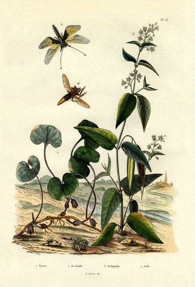 Wild Ginger, 1833-39 by French School